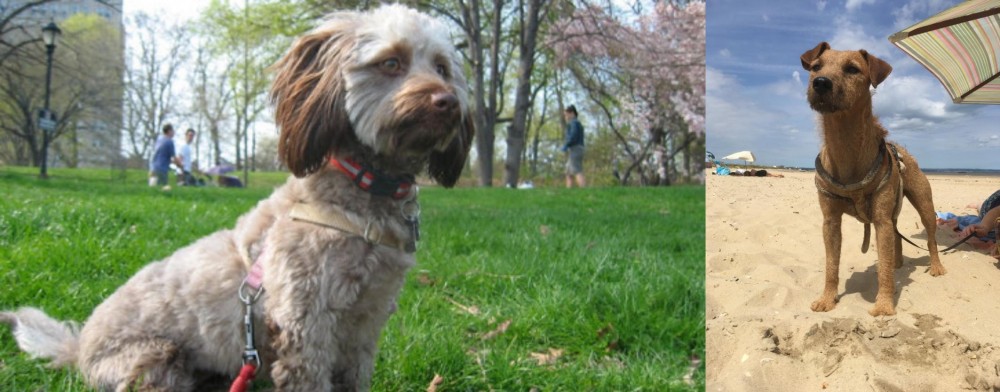 Fell Terrier vs Doxiepoo - Breed Comparison