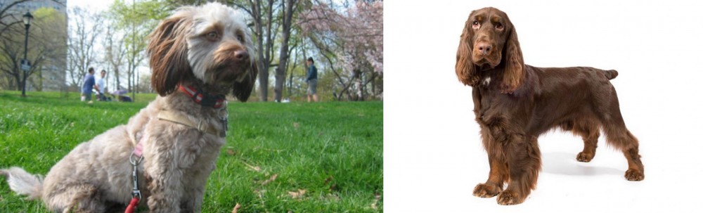 Field Spaniel vs Doxiepoo - Breed Comparison