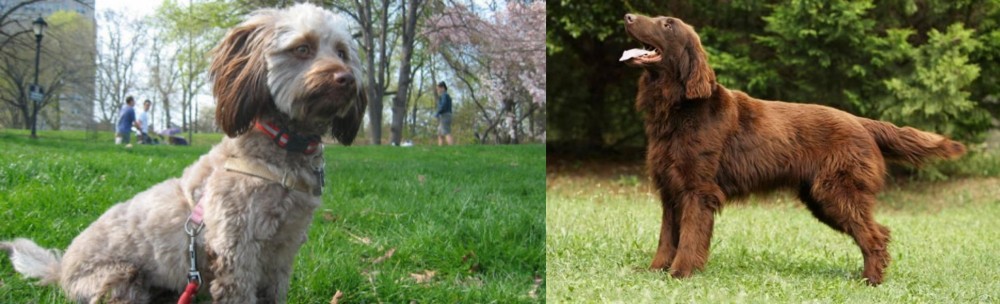 Flat-Coated Retriever vs Doxiepoo - Breed Comparison