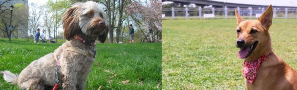 Formosan Mountain Dog vs Doxiepoo - Breed Comparison