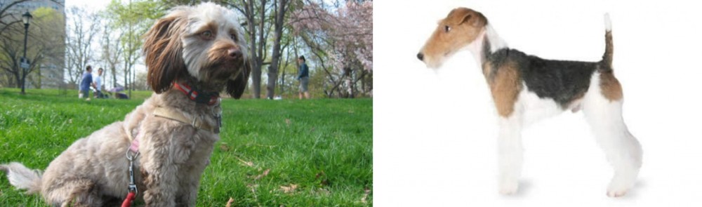 Fox Terrier vs Doxiepoo - Breed Comparison