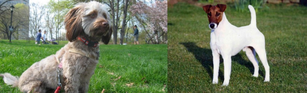 Fox Terrier (Smooth) vs Doxiepoo - Breed Comparison