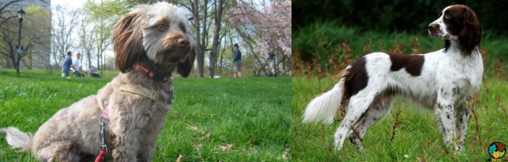 French Spaniel vs Doxiepoo - Breed Comparison
