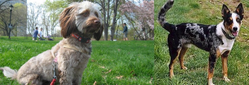 German Coolie vs Doxiepoo - Breed Comparison