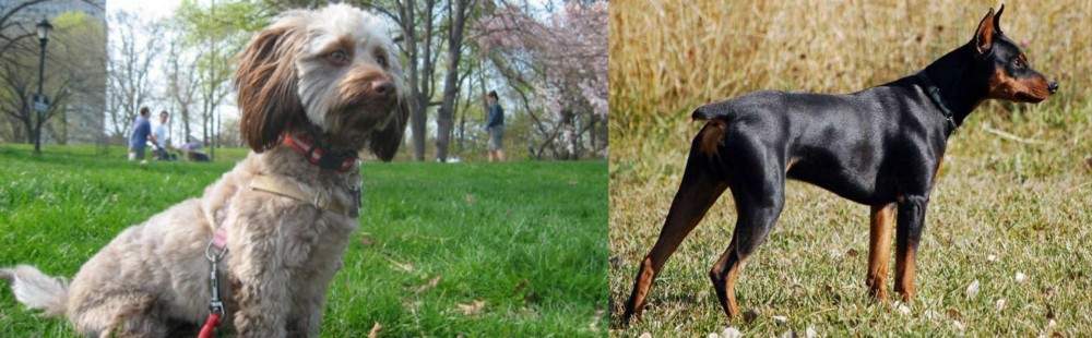 German Pinscher vs Doxiepoo - Breed Comparison
