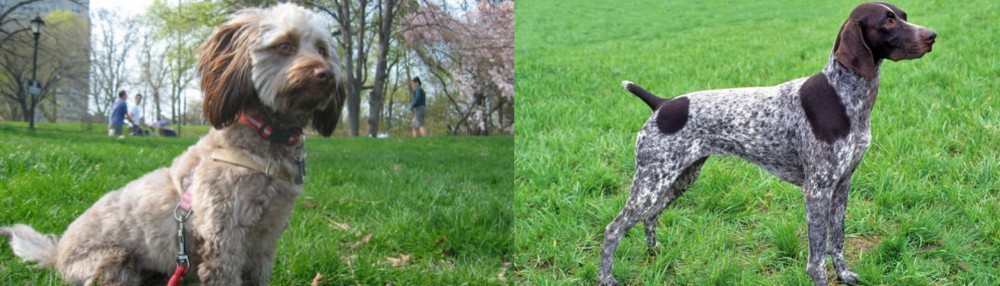German Shorthaired Pointer vs Doxiepoo - Breed Comparison