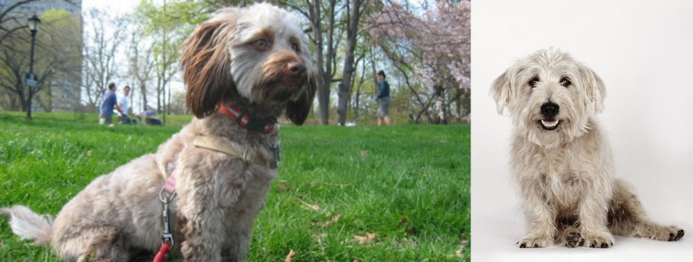Glen of Imaal Terrier vs Doxiepoo - Breed Comparison