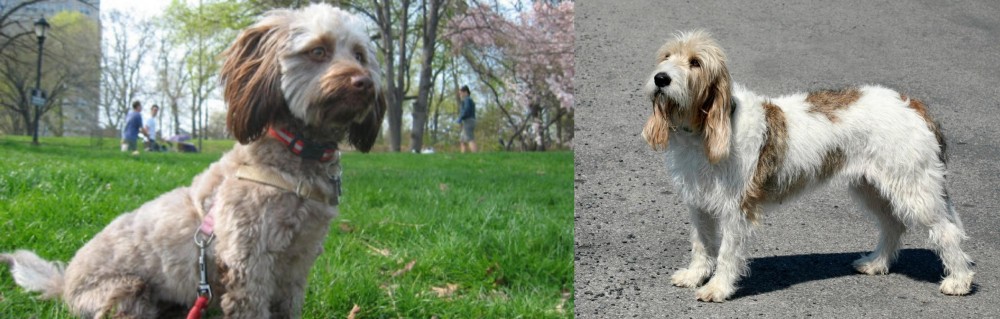 Grand Basset Griffon Vendeen vs Doxiepoo - Breed Comparison