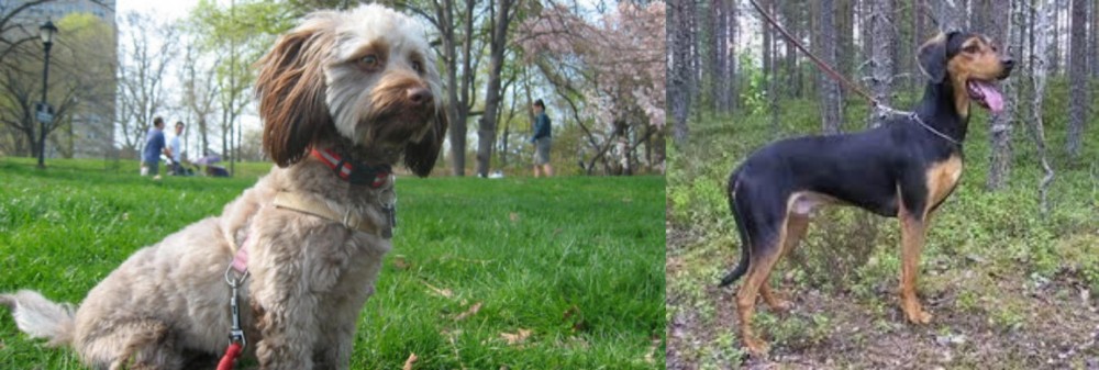 Greek Harehound vs Doxiepoo - Breed Comparison