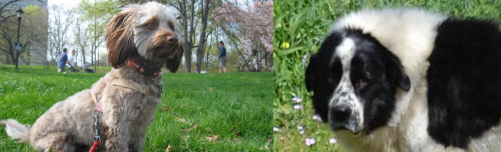 Greek Sheepdog vs Doxiepoo - Breed Comparison