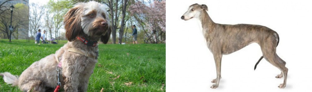 Greyhound vs Doxiepoo - Breed Comparison