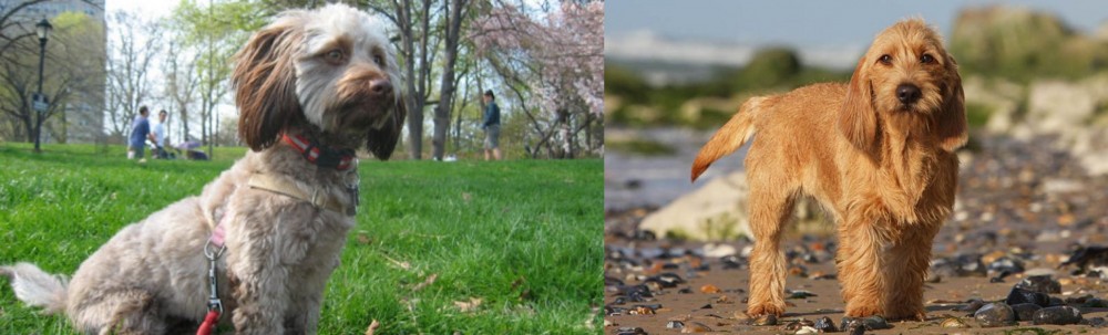 Griffon Fauve de Bretagne vs Doxiepoo - Breed Comparison