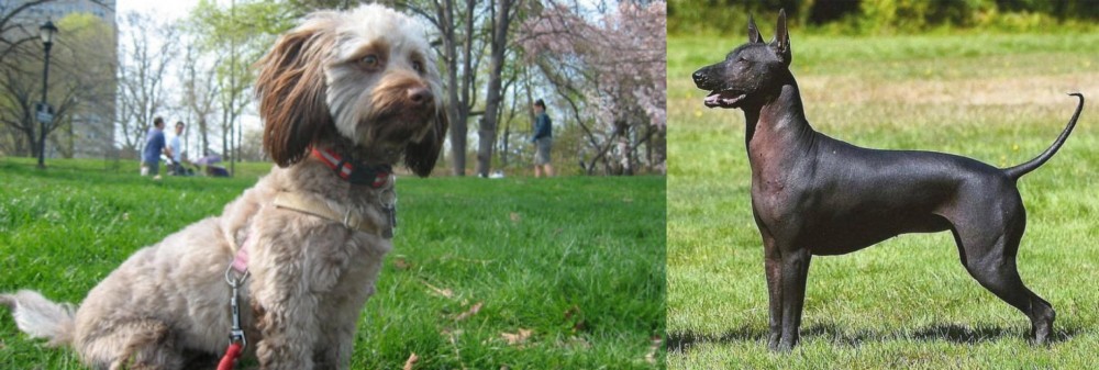 Hairless Khala vs Doxiepoo - Breed Comparison