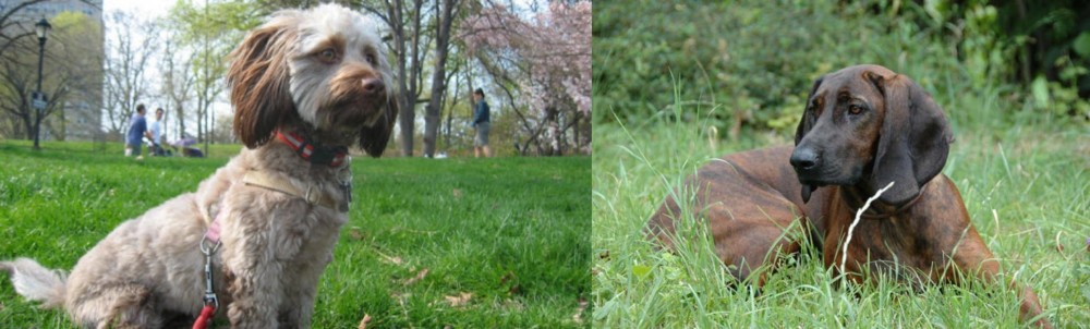 Hanover Hound vs Doxiepoo - Breed Comparison