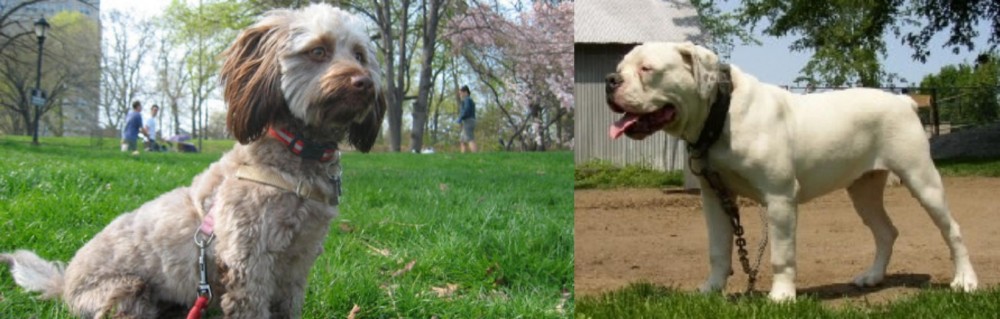 Hermes Bulldogge vs Doxiepoo - Breed Comparison