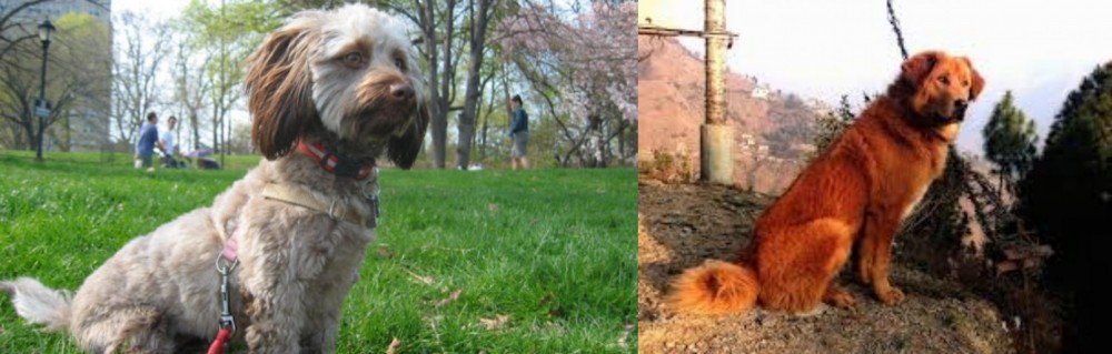 Himalayan Sheepdog vs Doxiepoo - Breed Comparison
