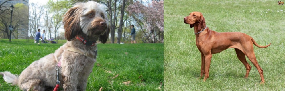 Hungarian Vizsla vs Doxiepoo - Breed Comparison