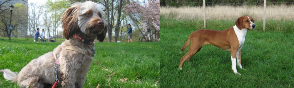 Hygenhund vs Doxiepoo - Breed Comparison