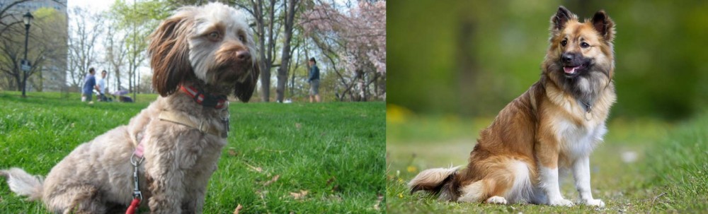 Icelandic Sheepdog vs Doxiepoo - Breed Comparison