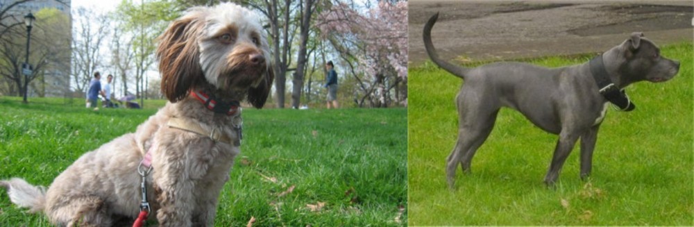 Irish Bull Terrier vs Doxiepoo - Breed Comparison
