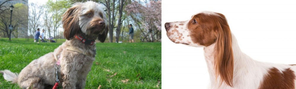 Irish Red and White Setter vs Doxiepoo - Breed Comparison