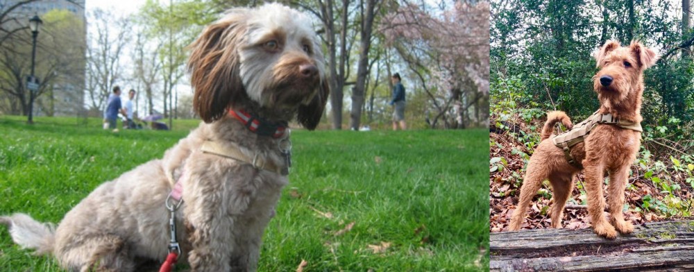 Irish Terrier vs Doxiepoo - Breed Comparison