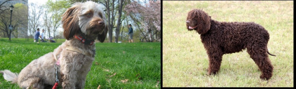 Irish Water Spaniel vs Doxiepoo - Breed Comparison