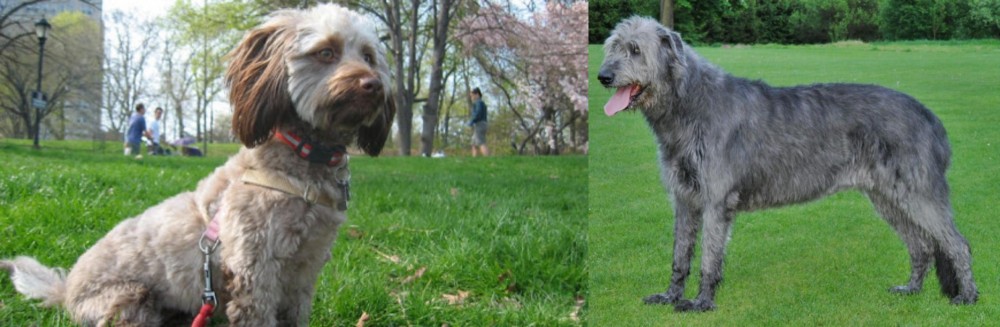 Irish Wolfhound vs Doxiepoo - Breed Comparison