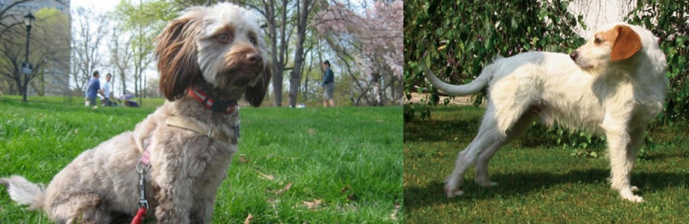 Istarski Ostrodlaki Gonic vs Doxiepoo - Breed Comparison