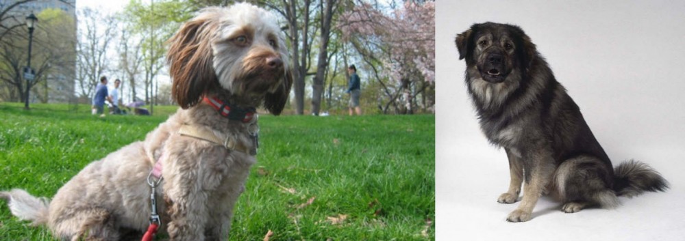 Istrian Sheepdog vs Doxiepoo - Breed Comparison