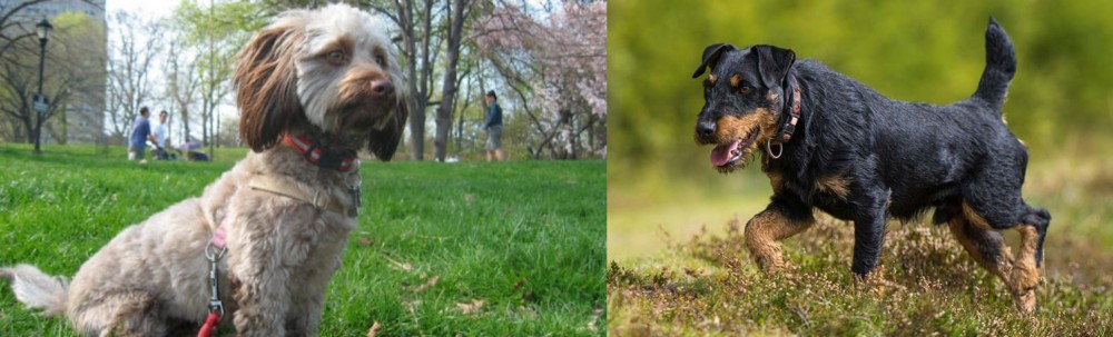 Jagdterrier vs Doxiepoo - Breed Comparison