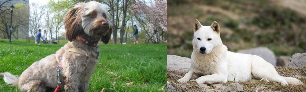 Jindo vs Doxiepoo - Breed Comparison