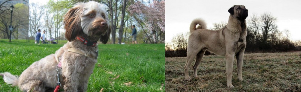 Kangal Dog vs Doxiepoo - Breed Comparison