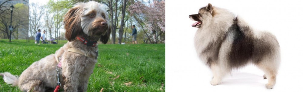 Keeshond vs Doxiepoo - Breed Comparison