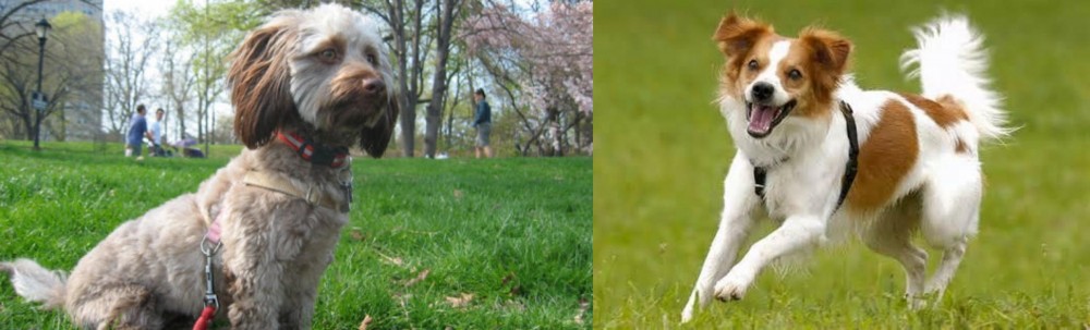 Kromfohrlander vs Doxiepoo - Breed Comparison