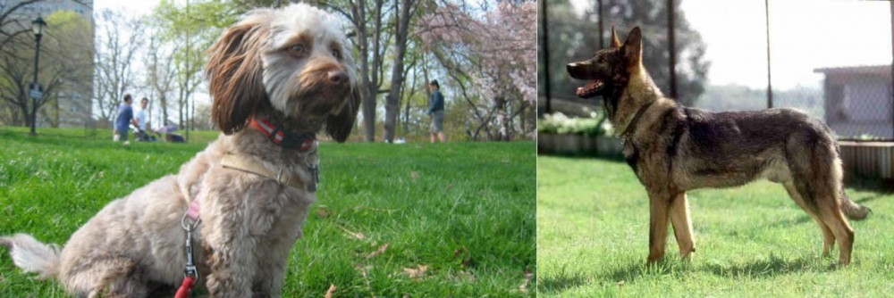 Kunming Dog vs Doxiepoo - Breed Comparison