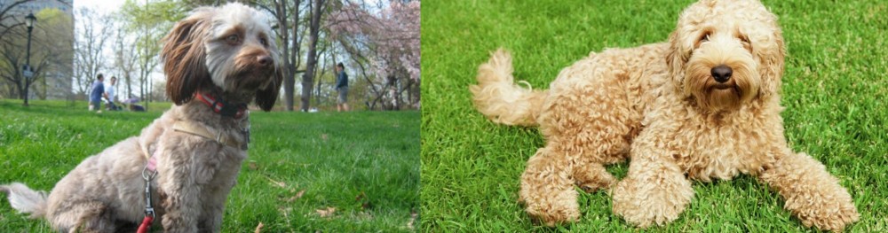 Labradoodle vs Doxiepoo - Breed Comparison