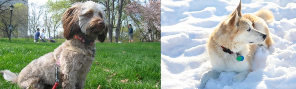 Labrador Husky vs Doxiepoo - Breed Comparison