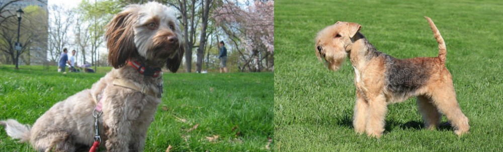 Lakeland Terrier vs Doxiepoo - Breed Comparison