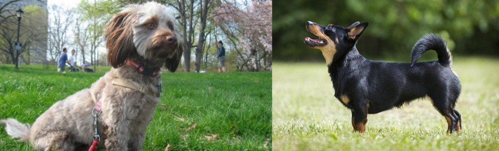 Lancashire Heeler vs Doxiepoo - Breed Comparison