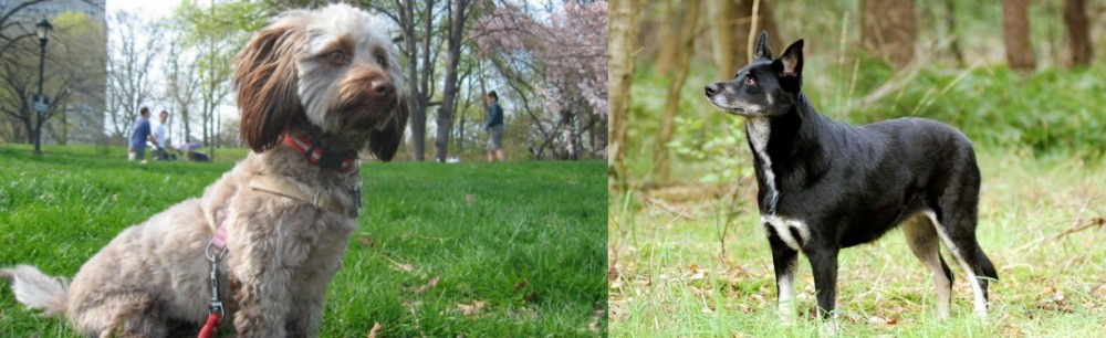 Lapponian Herder vs Doxiepoo - Breed Comparison