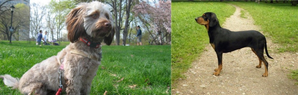 Latvian Hound vs Doxiepoo - Breed Comparison