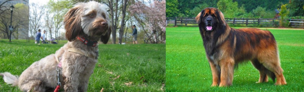 Leonberger vs Doxiepoo - Breed Comparison