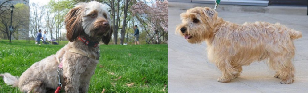 Lucas Terrier vs Doxiepoo - Breed Comparison