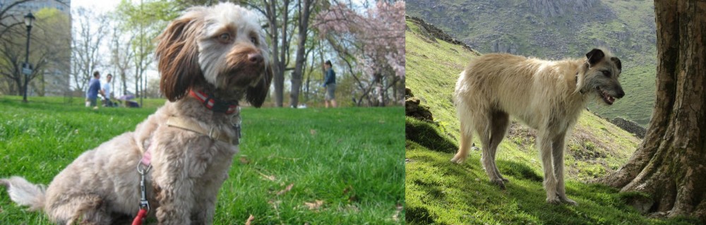 Lurcher vs Doxiepoo - Breed Comparison