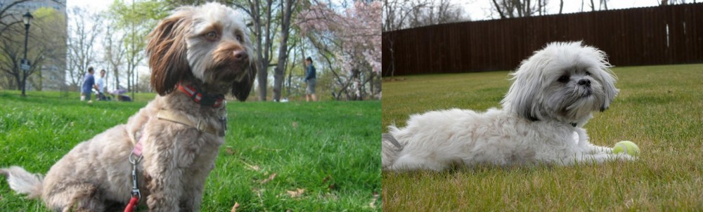 Mal-Shi vs Doxiepoo - Breed Comparison