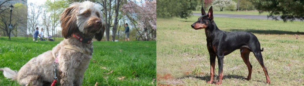 Manchester Terrier vs Doxiepoo - Breed Comparison