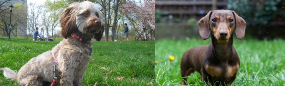 Miniature Dachshund vs Doxiepoo - Breed Comparison