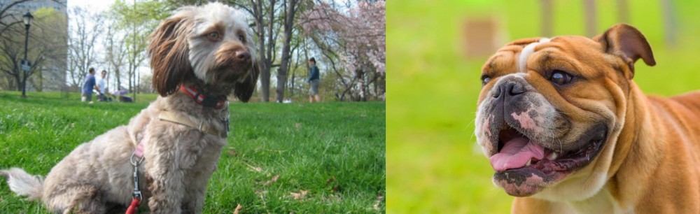 Miniature English Bulldog vs Doxiepoo - Breed Comparison