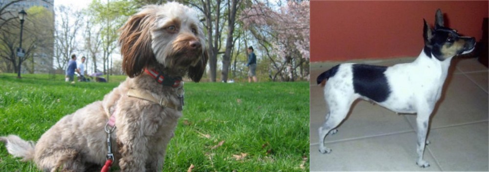 Miniature Fox Terrier vs Doxiepoo - Breed Comparison